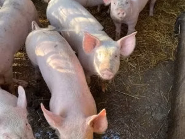 Säue, Schweine