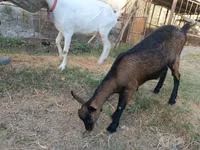 عنزة, Saanen goat — الصورة 3