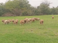 Ram, Sheep — photo 8