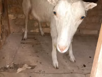 Коза, Saanen goat — снимка 2