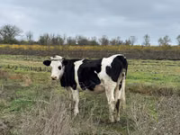 Sigir, Russian Black pied cattle — 1-rasm