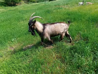 Kozel, Kozy — foto 1