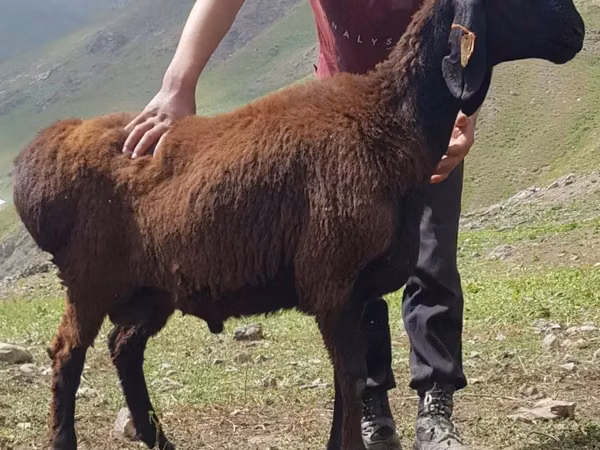 قوچ, Blackheaded Persian sheep