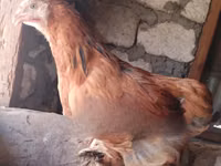 Brahma — foto 4