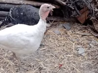 Turkeys — ছবি 1
