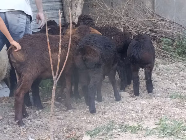 Ram, Sheep — Uzbekistan
