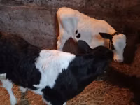 황소, Russian Black pied cattle — 사진 2
