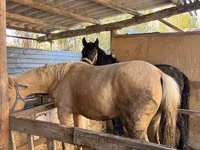 Mare, Horses — photo 2