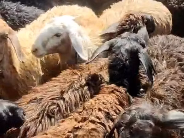 Goat, Goats — Kazakhstan