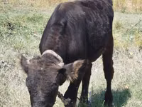 Bull, Swiss cattle — photo 1