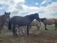 Kuda jantan, Horses — foto 7