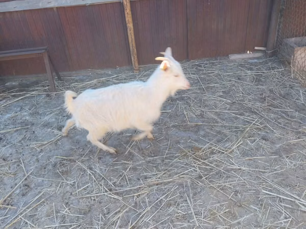 Goat, Saanen goat — Kazakhstan