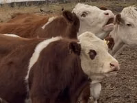 Dibi, Simmental cattle — sawirka 1