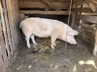 Babi betina — foto 1