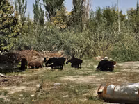 Овен, Rhon sheep — снимка 3