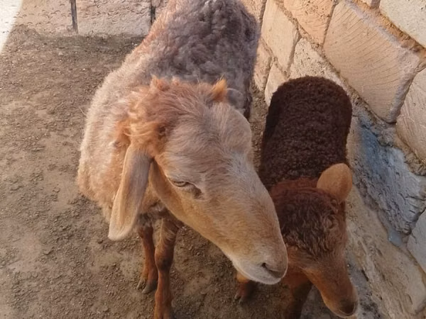 Kambing jantan, Sheep — Kazakhstan