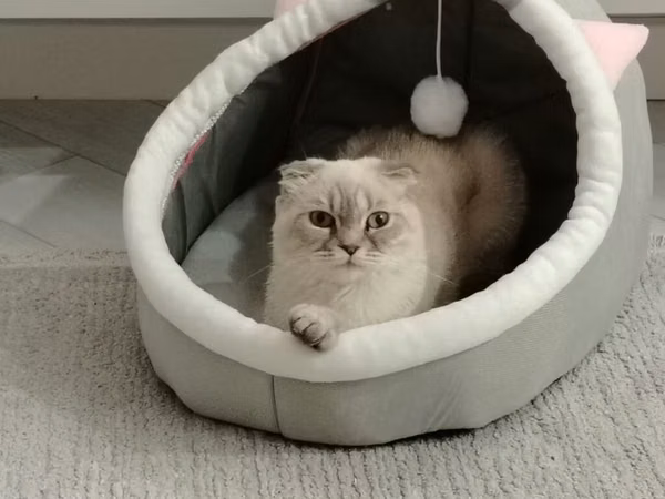 Diwi wotlant cinsi piwikdir cutlewdirmeye cins erkey piwik axtarilir