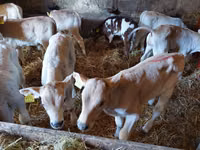 Gia súc (lô, chưa xác định giới tính), Simmental cattle — ảnh 1