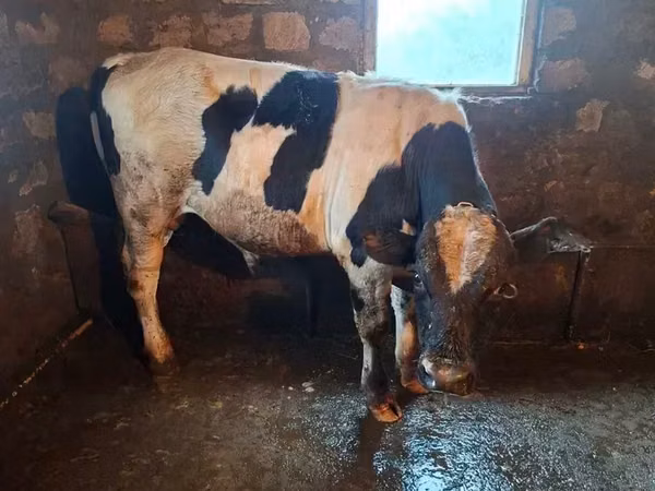 Dibi, Cattle — Armeeniya