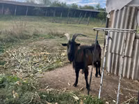 Buk, Alpine goat — foto 1