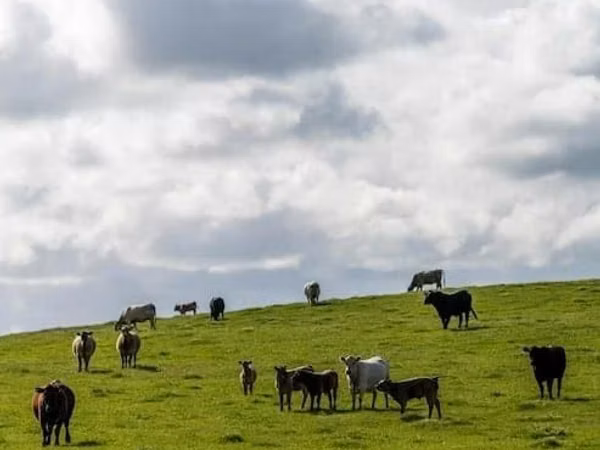 Cow, Cattle