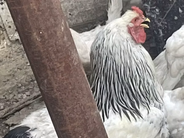 Brahma