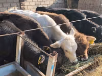 Bull, Cattle — photo 2