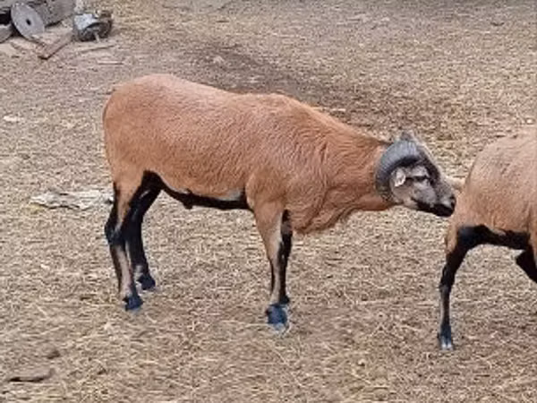 Ovan, Овце