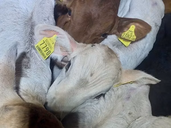 Bou, Simmental cattle