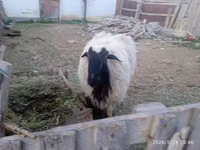 Ram, Blackheaded Persian sheep — photo 2