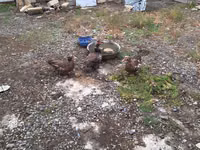 Ducks — عکس 2