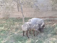 Wad, Sheep — sawirka 4