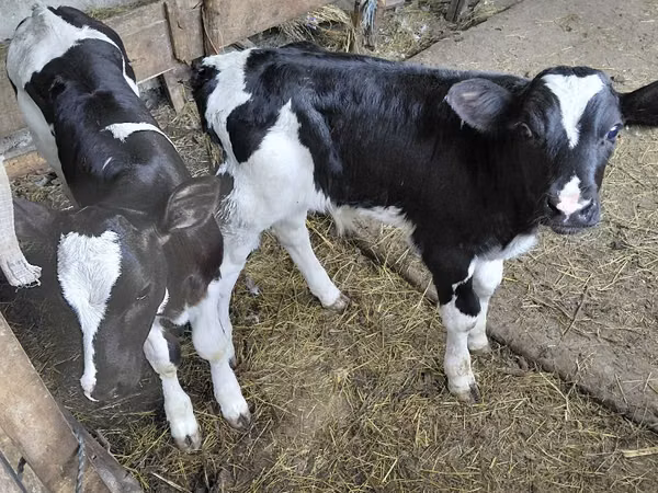 Bull, Russian Black pied cattle — Moldova