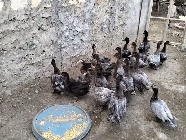 Domestic Muscovy