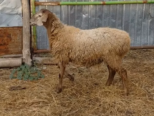 Ram, Hissar sheep — Kazakhstan