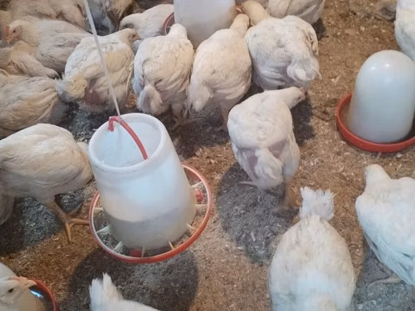 Chickens — 阿塞拜疆