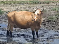 Cow, Latvian Blue cattle — photo 3