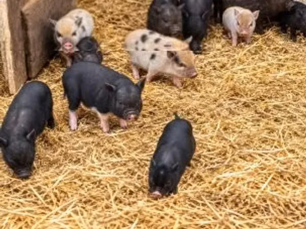 Scrofa, 