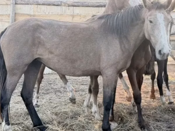 Mare, Horses — Kazakhstan