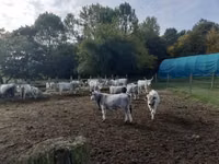 Vaca, Raça cinza húngara — foto 2
