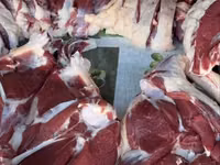 公羊, Sheep — 照片 5