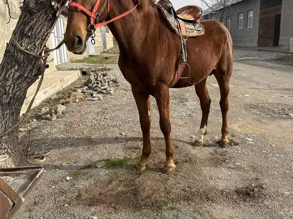 Kůň, Kazakh horse — Kazachstán