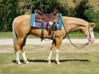 Айғыр, Palomino — 5-сурет