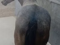 Horse (M), Horses — photo 3