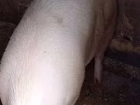Porci (lot, sex nespecificat), Porci — foto 3