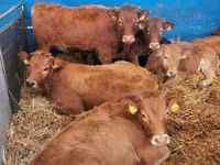 Cattle (batch, sex not specified), Limousin cow — photo 6