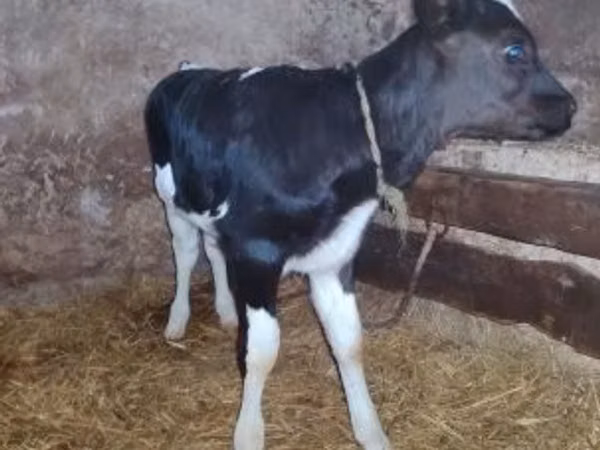 公牛, Russian Black pied cattle — 匈牙利