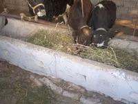 सांड, Russian Black pied cattle — फ़ोटो 2