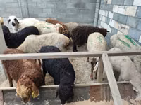 Sheep, Sheep — photo 3
