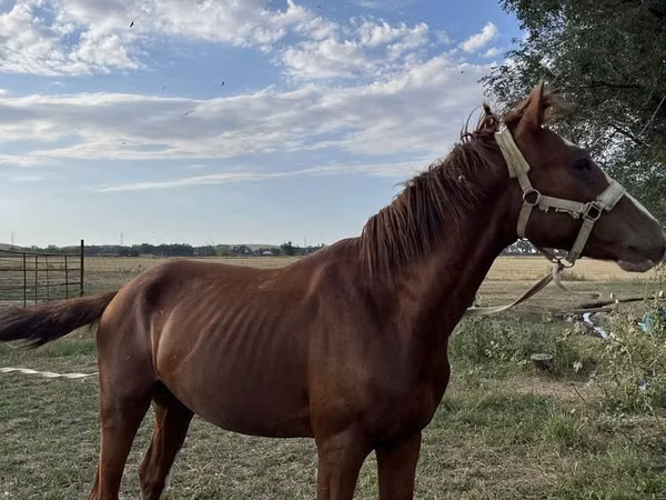 Horse (M), Horses — Kazakhstan